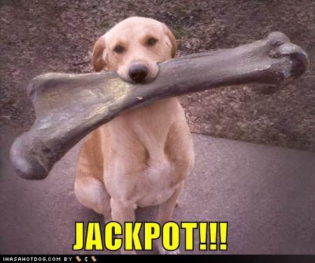 funny-dog-pictures-jackpot.jpg